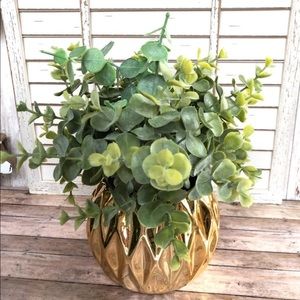 Eucalyptus Plant in Pot - Centerpiece